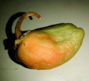 Pepper green ripe