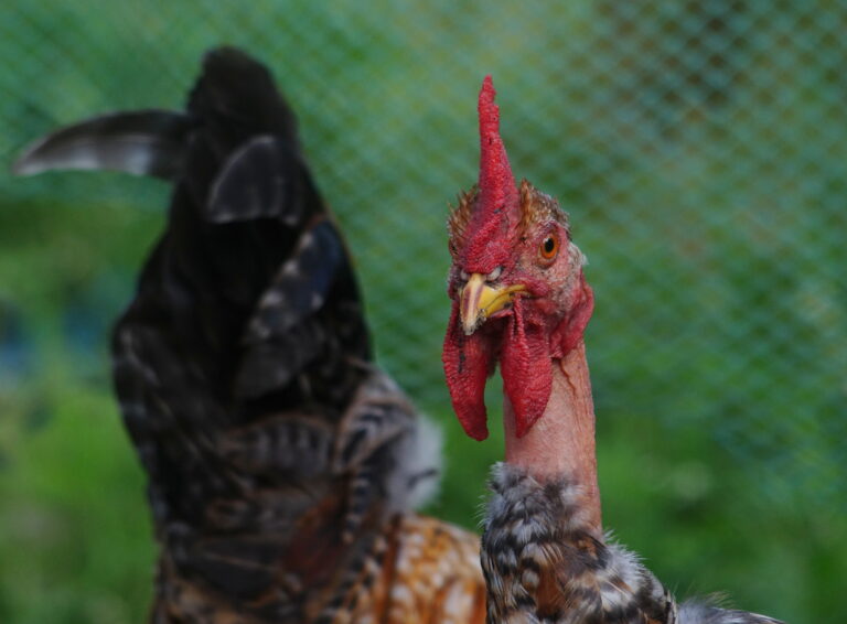Chicken looking at the lens intensely