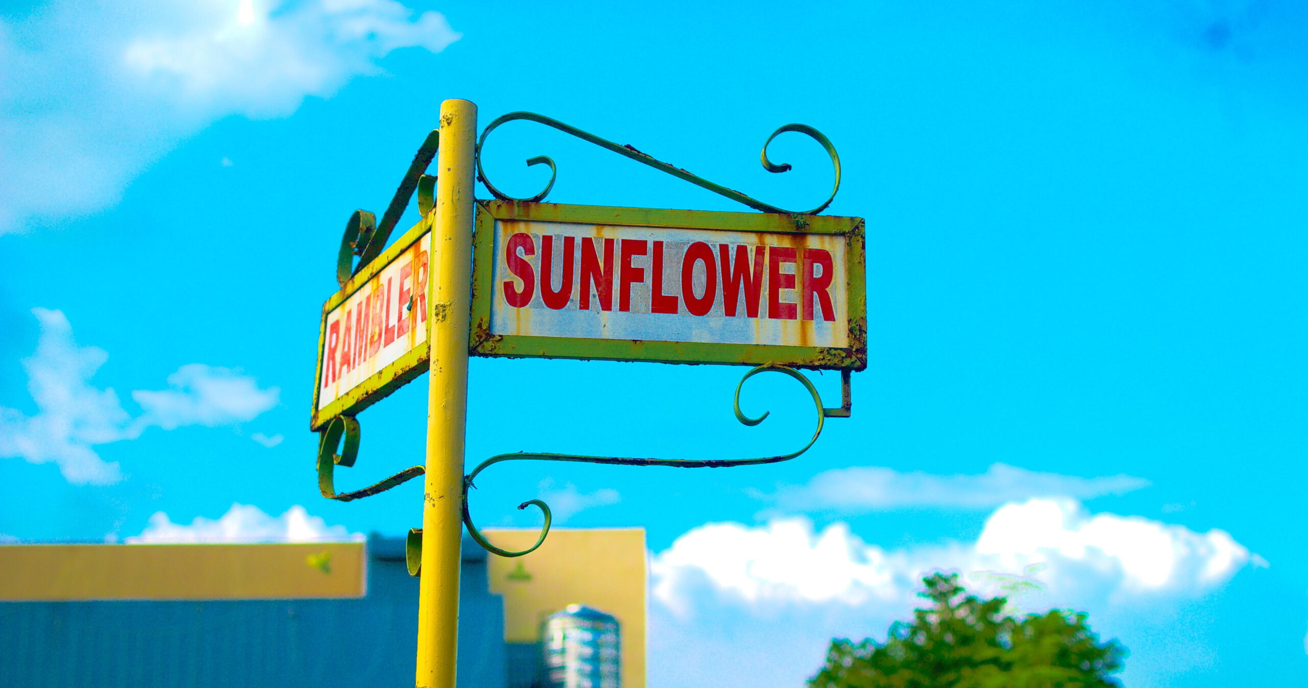 Sunflower Street Corner