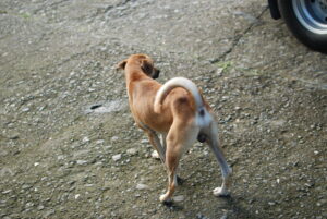 Dog looking at the tires