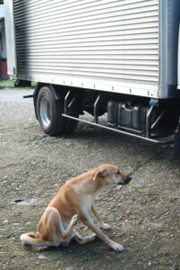 Dog scratching Sunflower Street