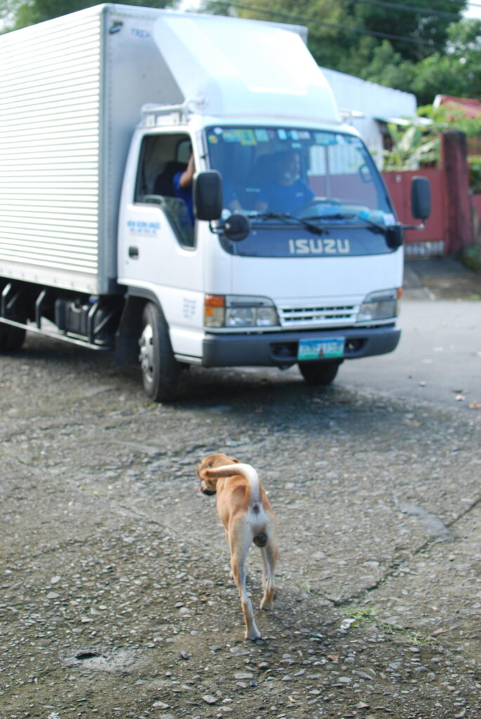 Dog walking Rambler Street with Truck Isuzu