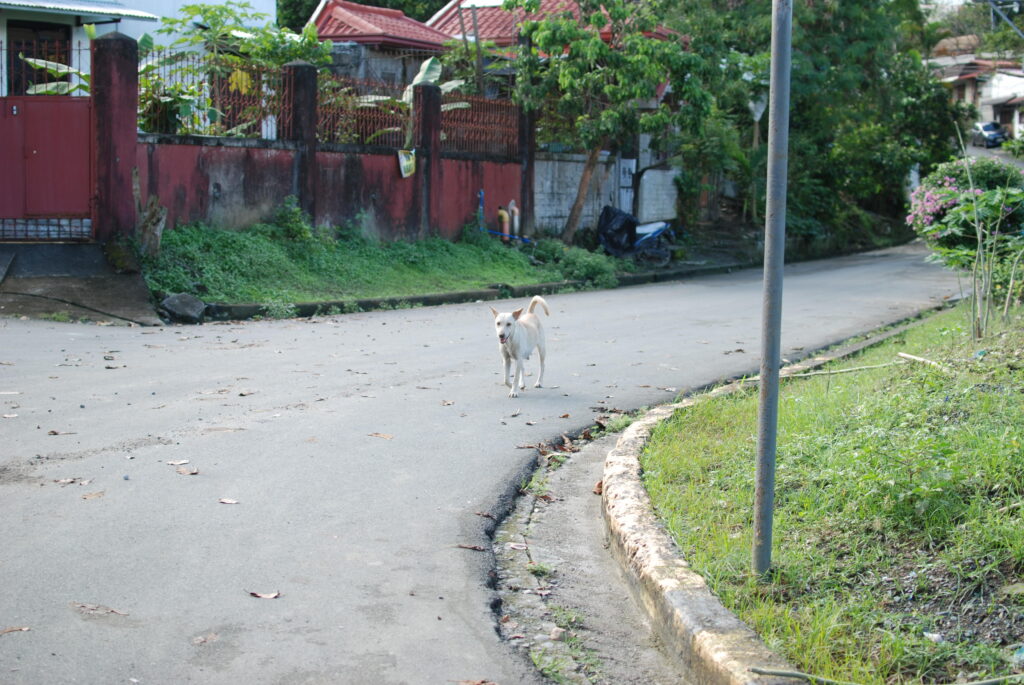 Dog walking Rambler Street
