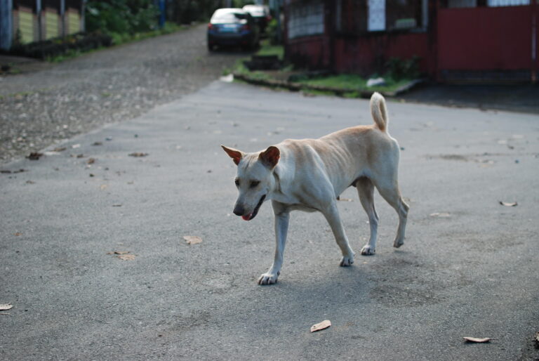 Dog walking Rambler Street