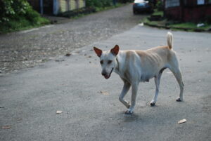 Dog walking Rambler Street