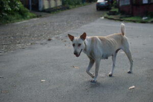 Dog walking Rambler Street