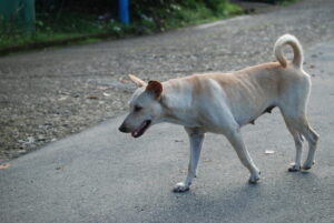 Dog walking Rambler Street