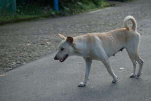 Dog walking Rambler Street