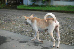Dog walking Rambler Street