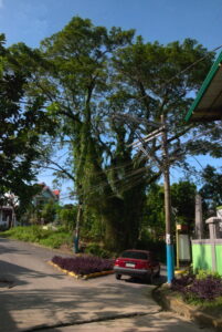 Acacia tree Villagrande