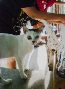 Cat infront of store looking at the camera