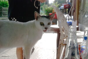 Cat infront of store