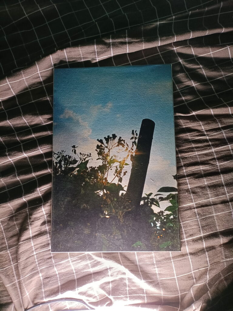 Printed photo from flicker Sun kissed plant
