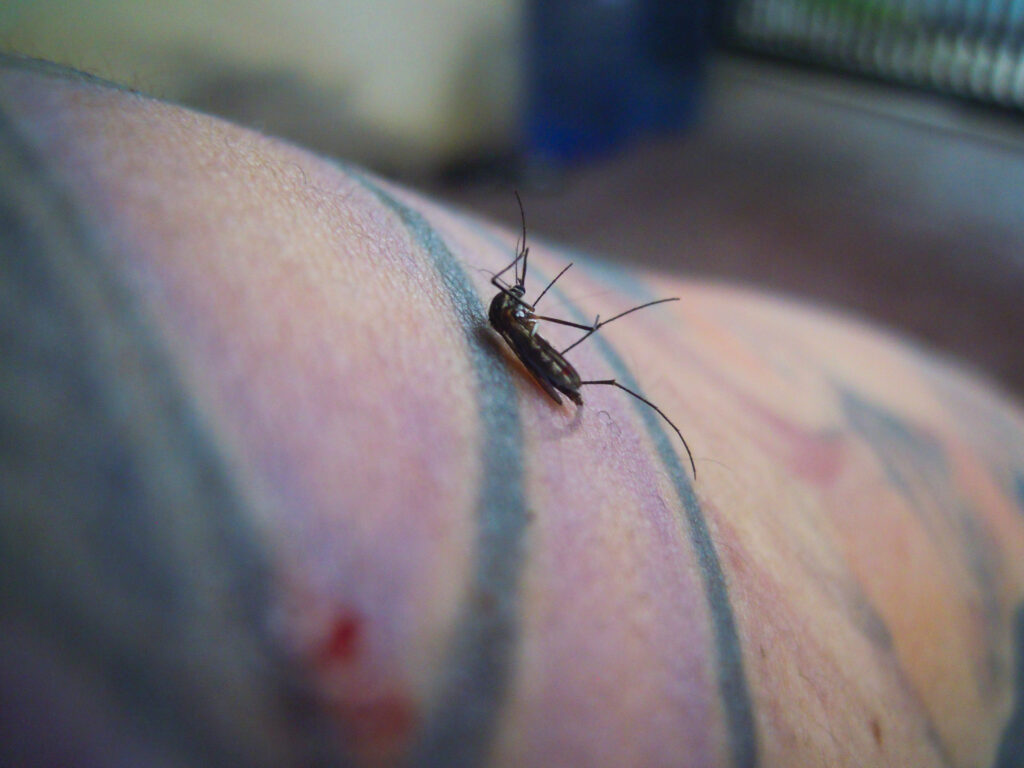 Dead mosquito